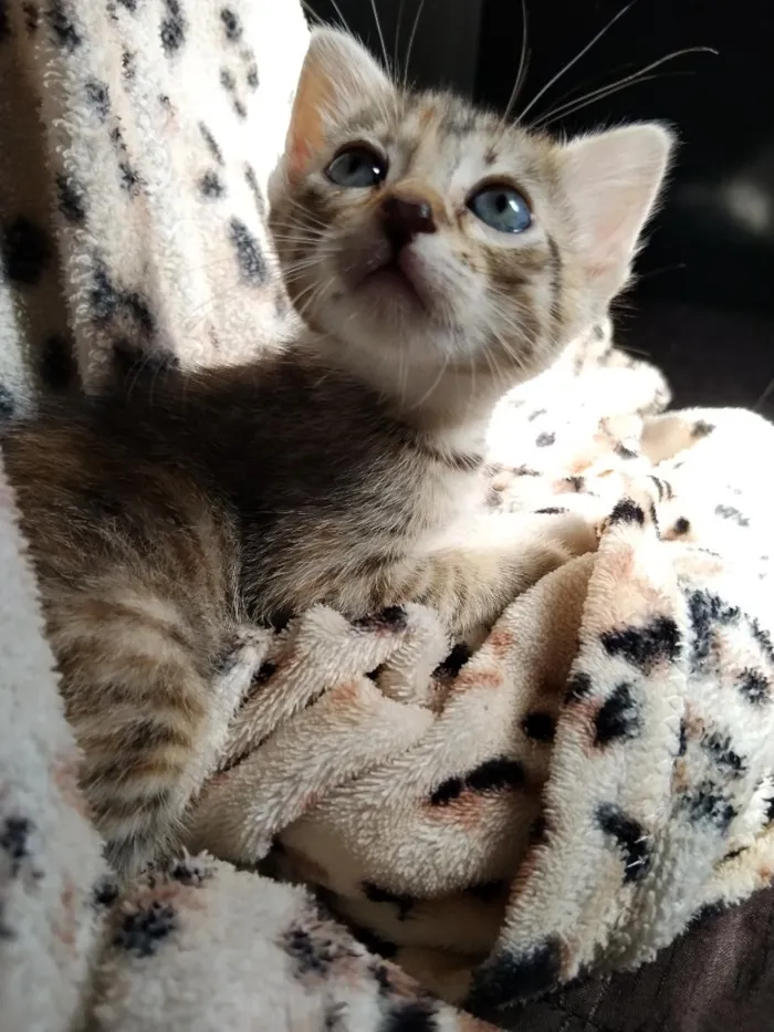 Gato raça SRD-ViraLata idade 2 a 6 meses nome Xarope