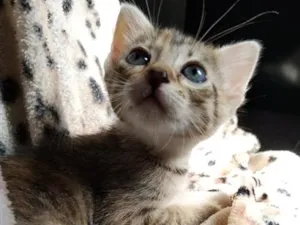 Gato raça SRD-ViraLata idade 2 a 6 meses nome Xarope