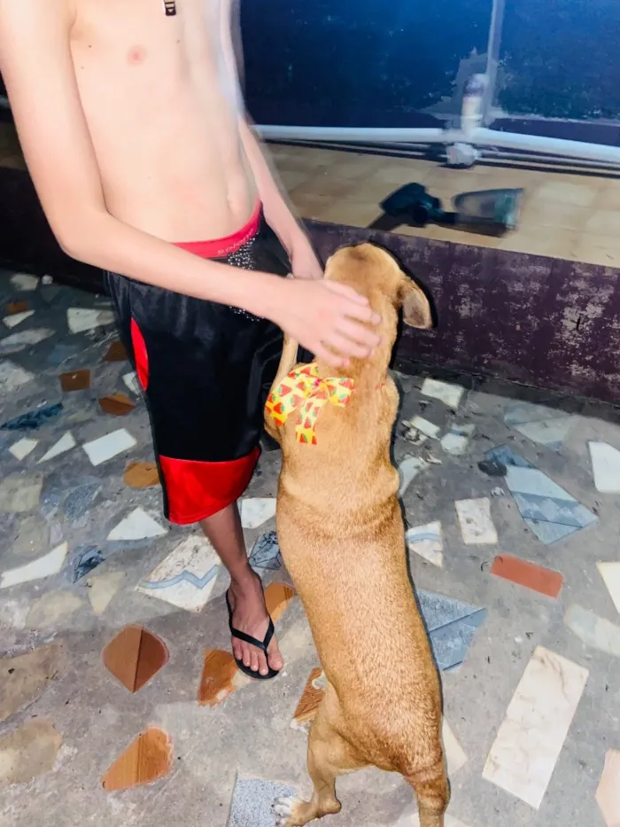 Cachorro raça SRD-ViraLata idade 4 anos nome Rubi