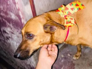 Cachorro raça SRD-ViraLata idade 4 anos nome Rubi