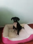 pretinha 