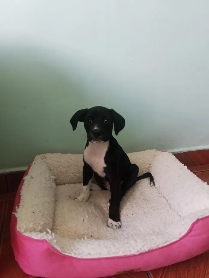 Cachorro raça Labrador idade 2 a 6 meses nome pretinha 