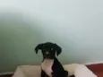 pretinha 