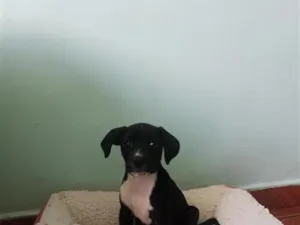 Cachorro raça Labrador idade 2 a 6 meses nome pretinha 