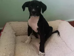 Cachorro raça Labrador idade 2 a 6 meses nome pretinha 
