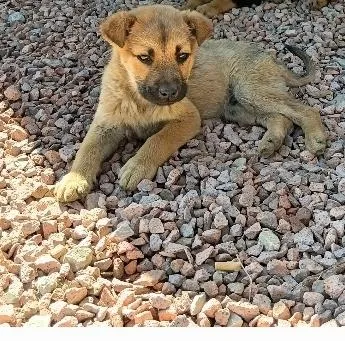 Cachorro raça SRD-ViraLata idade 2 a 6 meses nome Caramelo
