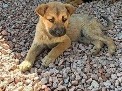 Cachorro raça SRD-ViraLata idade 2 a 6 meses nome Caramelo