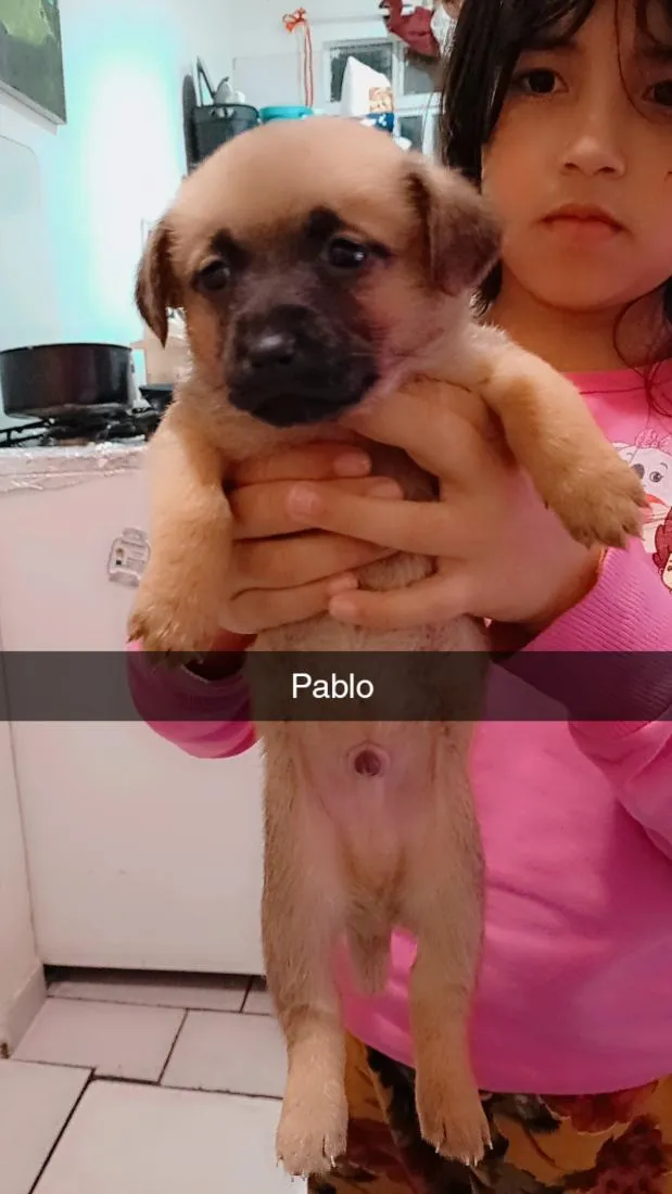 Cachorro raça SRD-ViraLata idade 2 a 6 meses nome Black,Rosy,cabelo, Ricki 