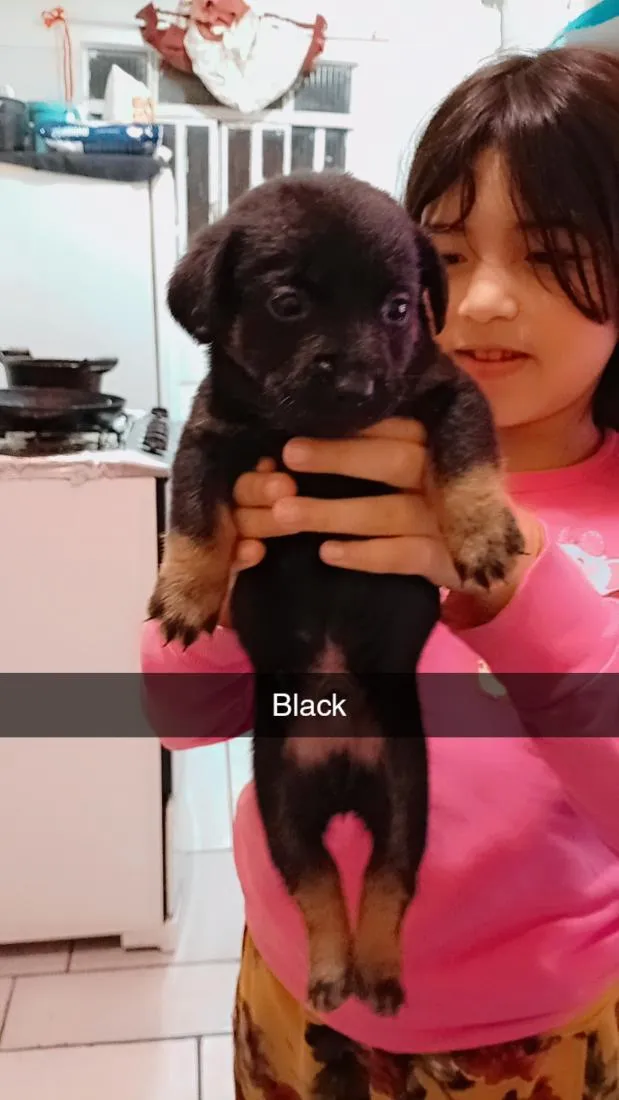 Cachorro raça SRD-ViraLata idade 2 a 6 meses nome Black,Rosy,cabelo, Ricki 