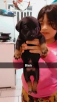 Black,Rosy,cabelo, Ricki