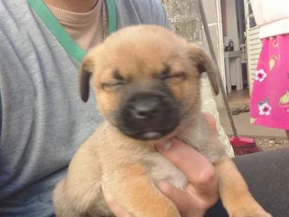 Cachorro raça SRD-ViraLata idade 2 a 6 meses nome Black,Rosy,cabelo, Ricki 