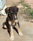 Amorzinho