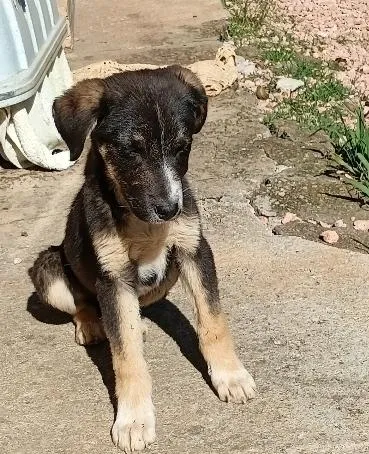 Cachorro raça SRD-ViraLata idade 2 a 6 meses nome Amorzinho