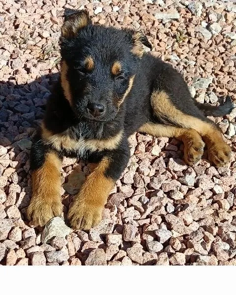 Cachorro raça SRD-ViraLata idade 2 a 6 meses nome Chokito