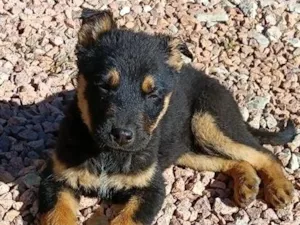 Cachorro raça SRD-ViraLata idade 2 a 6 meses nome Chokito