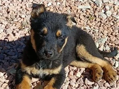 Cachorro raça SRD-ViraLata idade 2 a 6 meses nome Chokito