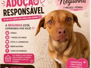 Cachorro raça SRD-ViraLata idade 7 a 11 meses nome Neguinha