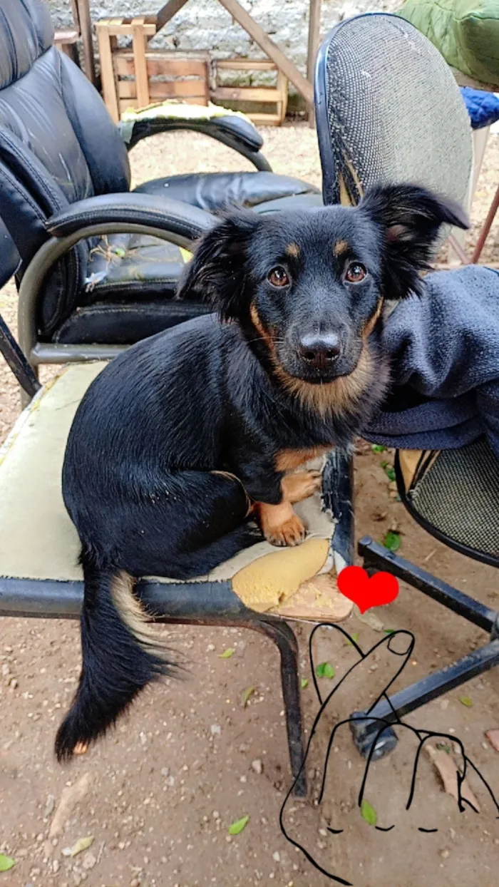 Cachorro raça SRD-ViraLata idade 2 a 6 meses nome Black,Rosy,cabelo, Ricki 