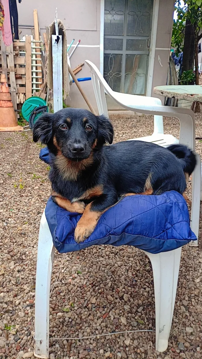 Cachorro raça SRD-ViraLata idade 2 a 6 meses nome Black,Rosy,cabelo, Ricki 