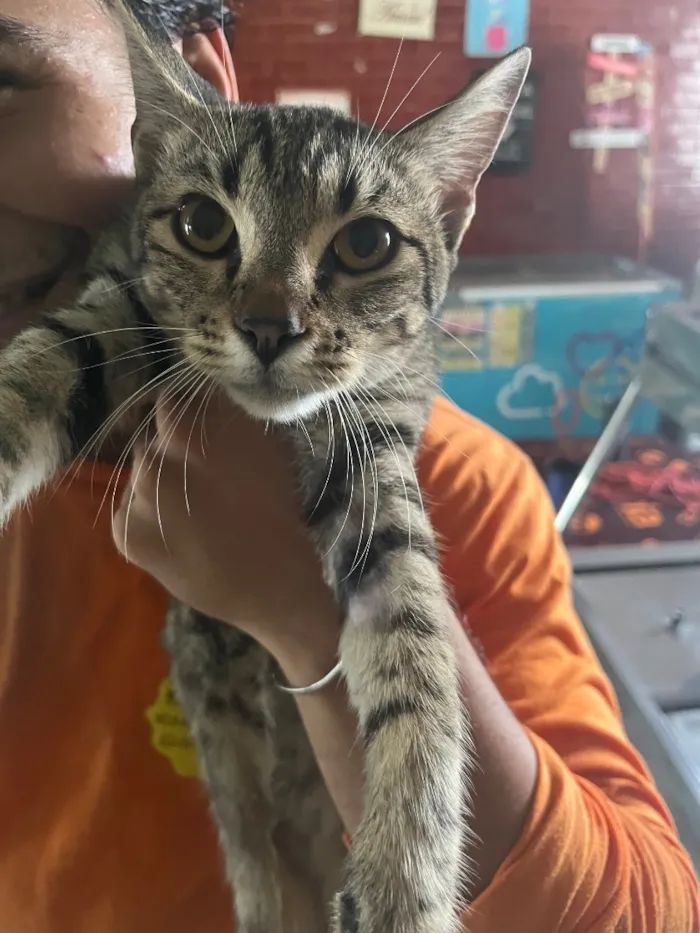 Gato raça SRD-ViraLata idade 2 a 6 meses nome Jorge