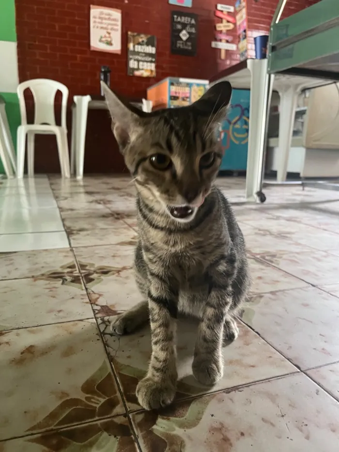 Gato raça SRD-ViraLata idade 2 a 6 meses nome Jorge