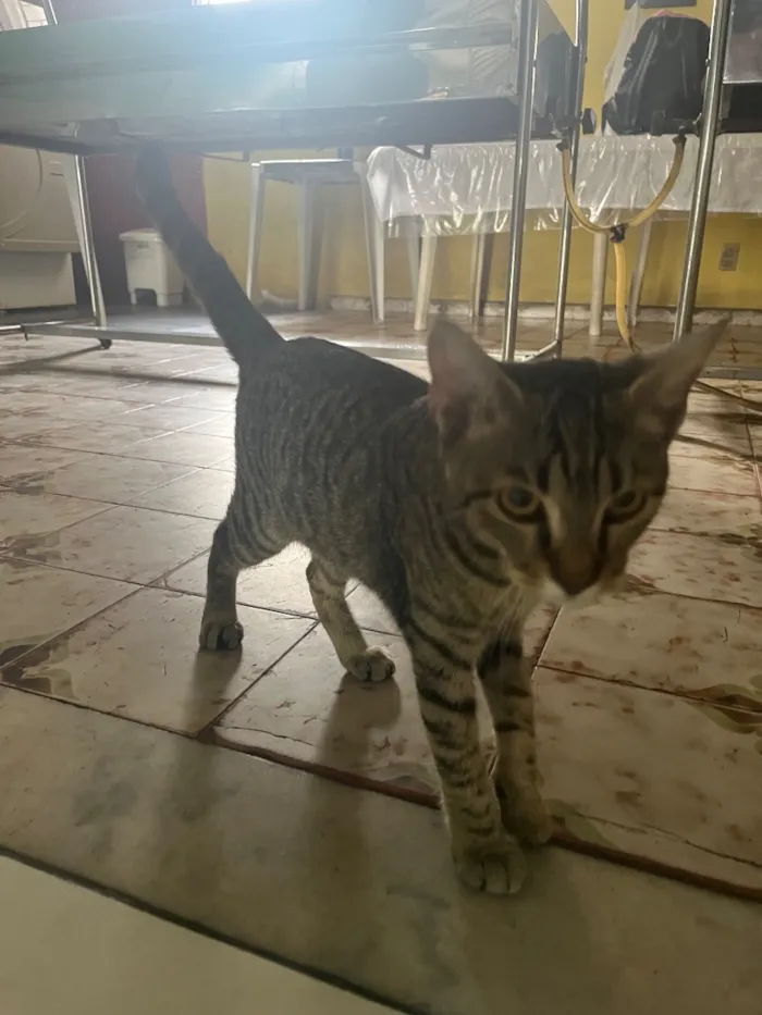 Gato raça SRD-ViraLata idade 2 a 6 meses nome Jorge