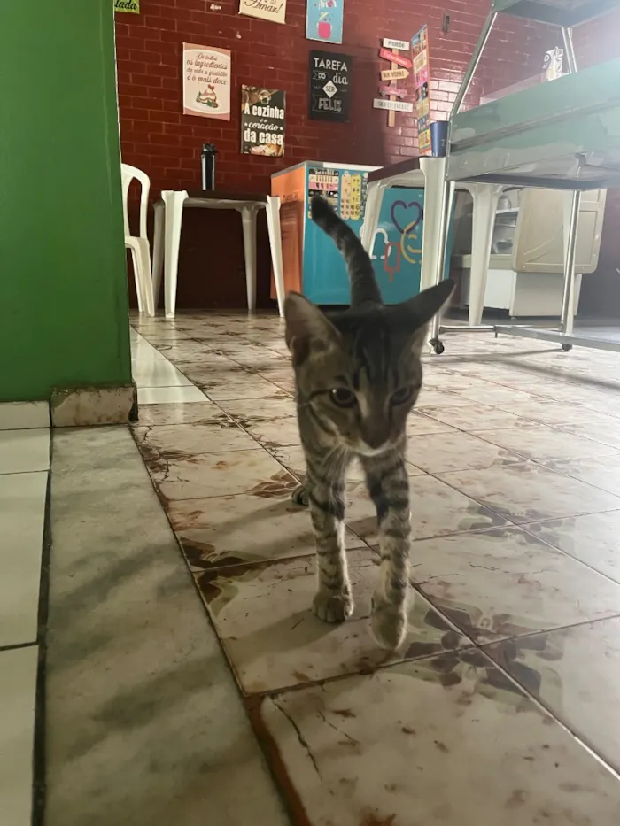 Gato raça SRD-ViraLata idade 2 a 6 meses nome Jorge