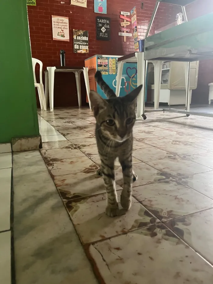 Gato raça SRD-ViraLata idade 2 a 6 meses nome Jorge