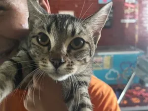 Gato raça SRD-ViraLata idade 2 a 6 meses nome Jorge