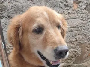 Cachorro raça Labrador idade 6 ou mais anos nome Thor