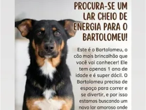 Cachorro raça SRD-ViraLata idade 1 ano nome Bartolomeu