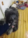 fêmea peludinha