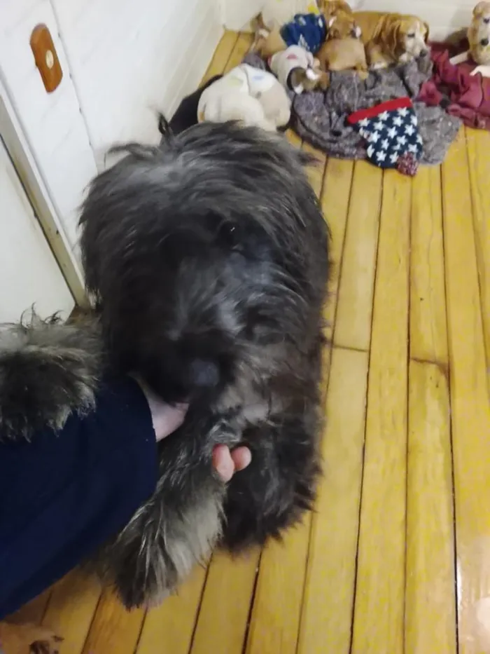 Cachorro raça SRD-ViraLata idade 1 ano nome fêmea peludinha