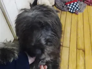 Cachorro raça SRD-ViraLata idade 1 ano nome fêmea peludinha
