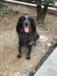 macho peludo 