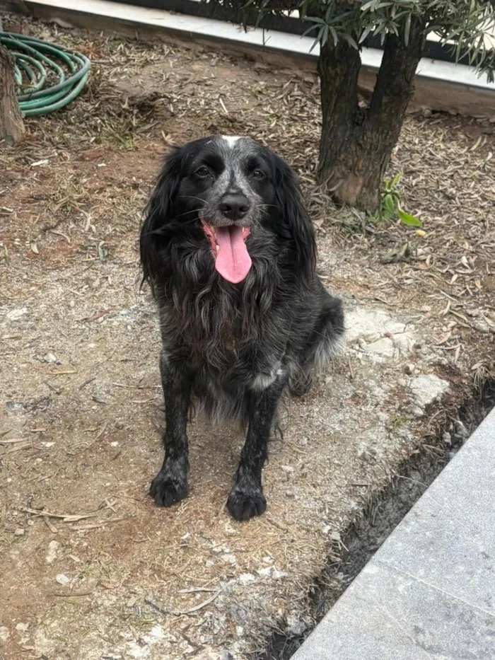 Cachorro raça SRD-ViraLata idade 2 anos nome macho peludo 