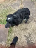 macho peludo 