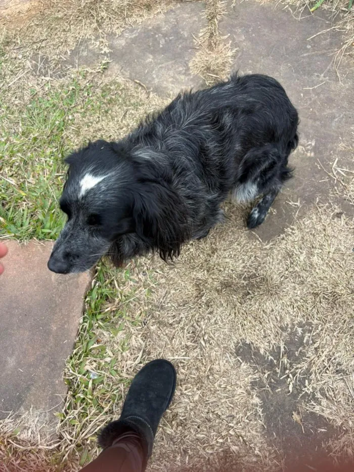 Cachorro raça SRD-ViraLata idade 2 anos nome macho peludo 
