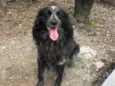 macho peludo 