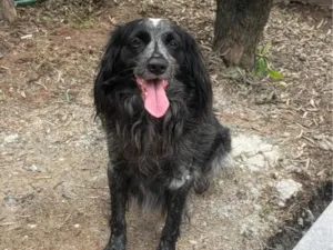 Cachorro raça SRD-ViraLata idade 2 anos nome macho peludo 