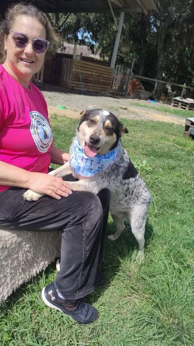 Cachorro raça SRD-ViraLata idade 3 anos nome fêmea mix de ovelheiro 