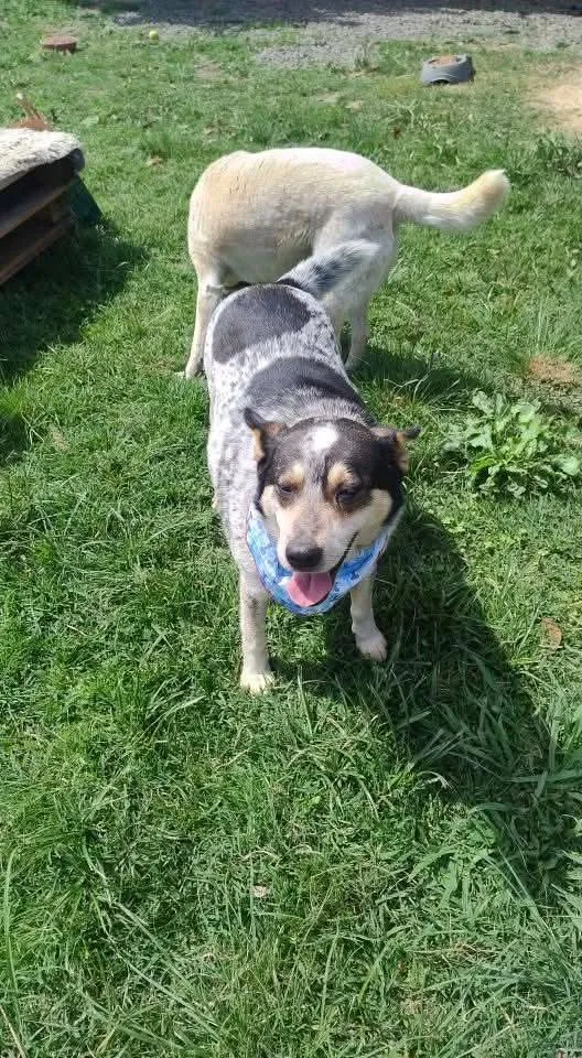 Cachorro raça SRD-ViraLata idade 3 anos nome fêmea mix de ovelheiro 