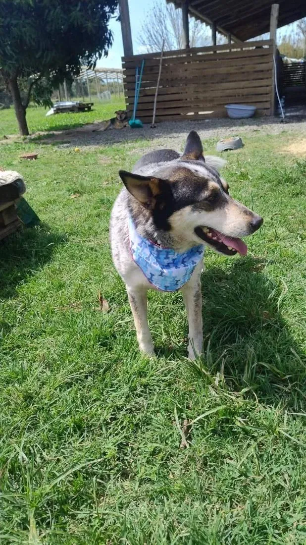 Cachorro raça SRD-ViraLata idade 3 anos nome fêmea mix de ovelheiro 