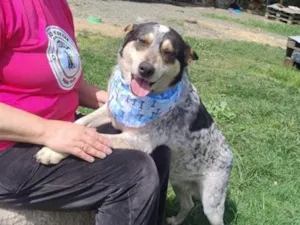 Cachorro raça SRD-ViraLata idade 3 anos nome fêmea mix de ovelheiro 