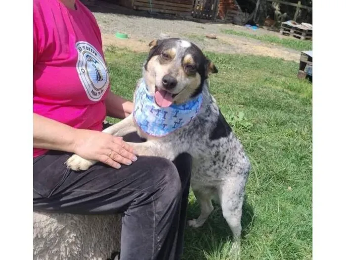 Cachorro raça SRD-ViraLata idade 3 anos nome fêmea mix de ovelheiro 