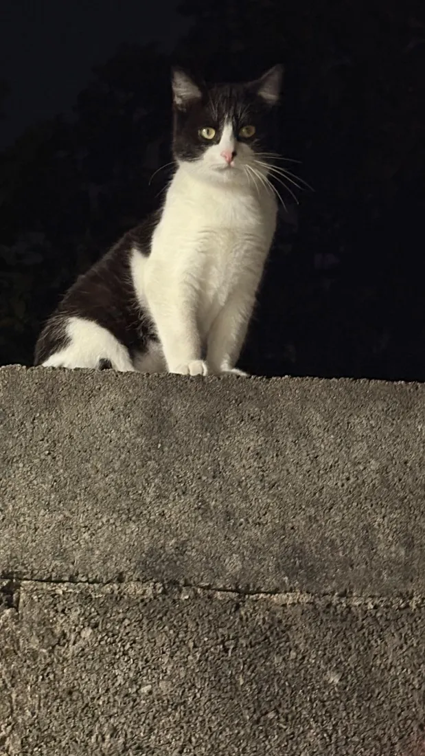 Gato raça SRD-ViraLata idade 2 a 6 meses nome Sem nome