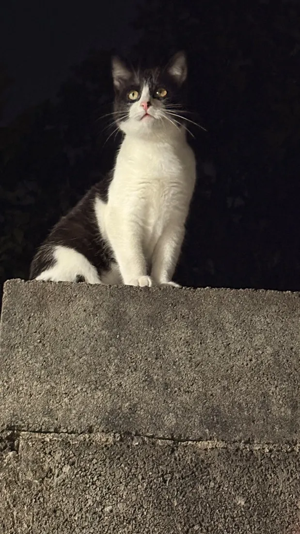 Gato raça SRD-ViraLata idade 2 a 6 meses nome Sem nome