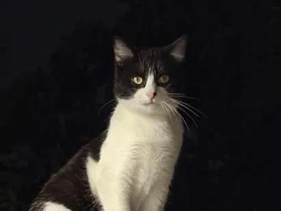 Gato raça SRD-ViraLata idade 2 a 6 meses nome Sem nome