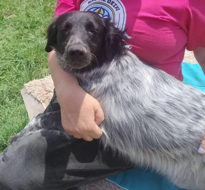 Cachorro raça SRD-ViraLata idade 2 anos nome mãe e filha porte G para adoção conjunta 