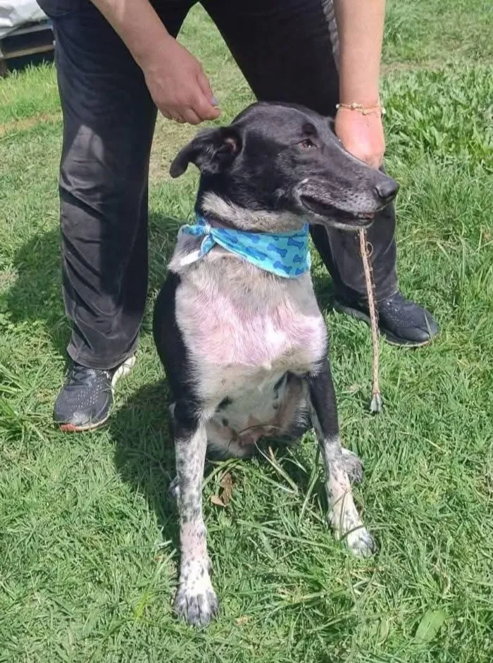Cachorro raça SRD-ViraLata idade 2 anos nome mãe e filha porte G para adoção conjunta 